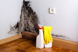 Professional Mold Inspection in Temecula, CA